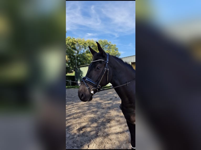 Anglo European Studbook Caballo castrado 5 años 161 cm Negro in St. Willebrord