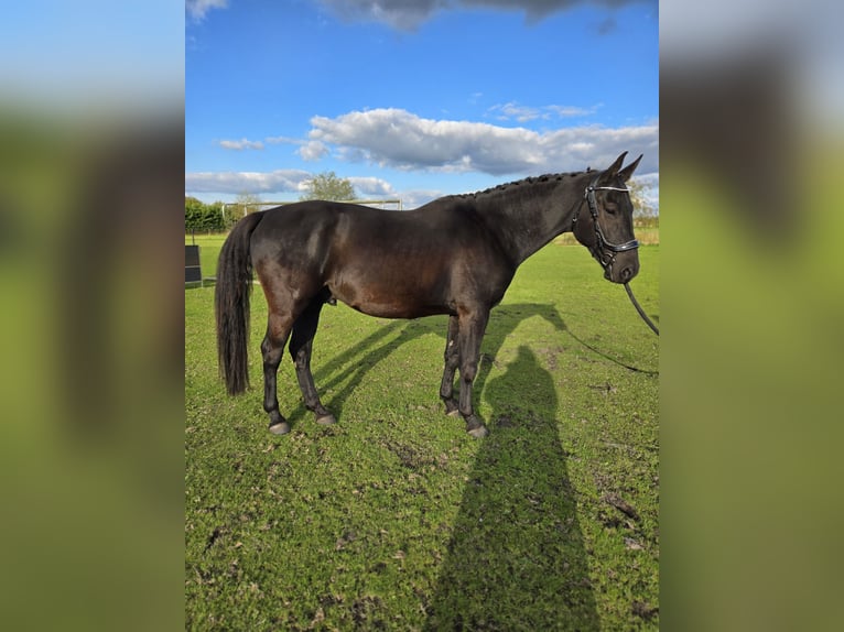 Anglo European Studbook Caballo castrado 5 años 161 cm Negro in St. Willebrord