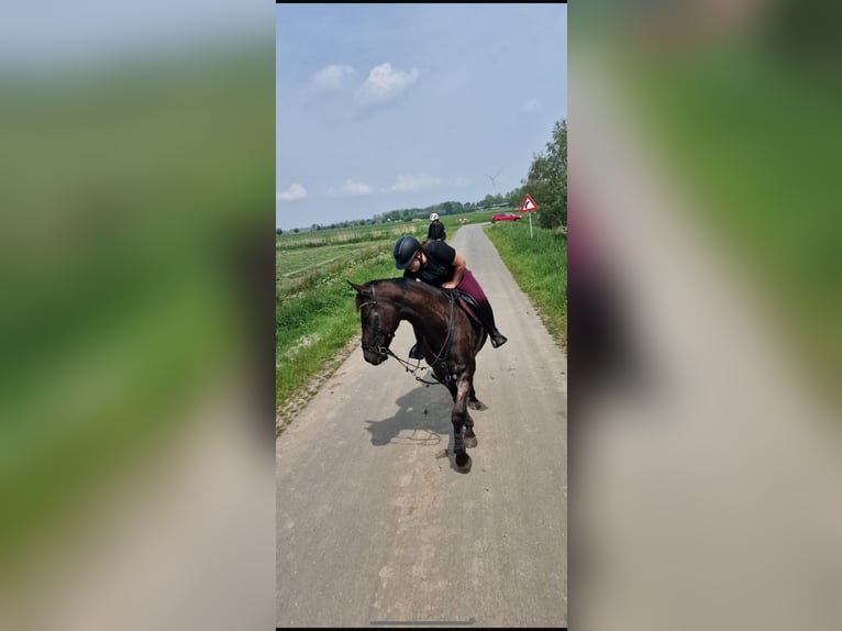 Anglo European Studbook Caballo castrado 5 años 161 cm Negro in St. Willebrord