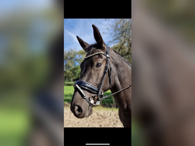 Anglo European Studbook Caballo castrado 5 años 161 cm Negro in St. Willebrord