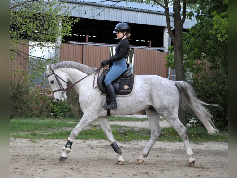 Anglo European Studbook Caballo castrado 5 años 161 cm Tordo in Sch
