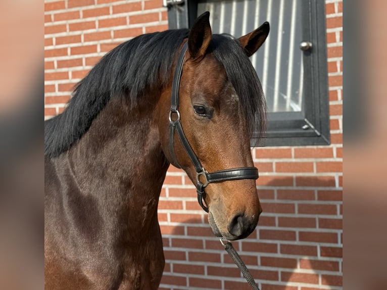 Anglo European Studbook Caballo castrado 5 años 162 cm Castaño in Zieuwent