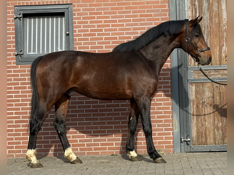 Anglo European Studbook Caballo castrado 5 años 162 cm Castaño in Zieuwent