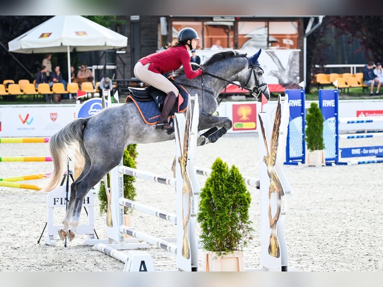 Anglo European Studbook Caballo castrado 5 años 162 cm Tordo in Piła