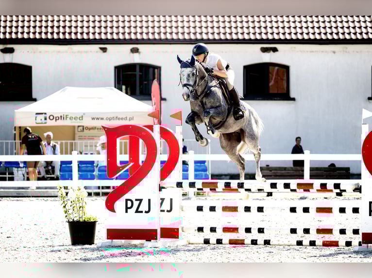 Anglo European Studbook Caballo castrado 5 años 162 cm Tordo in Piła