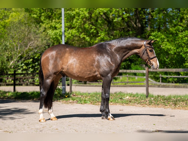 Anglo European Studbook Caballo castrado 5 años 163 cm Castaño in Grote-Brogel