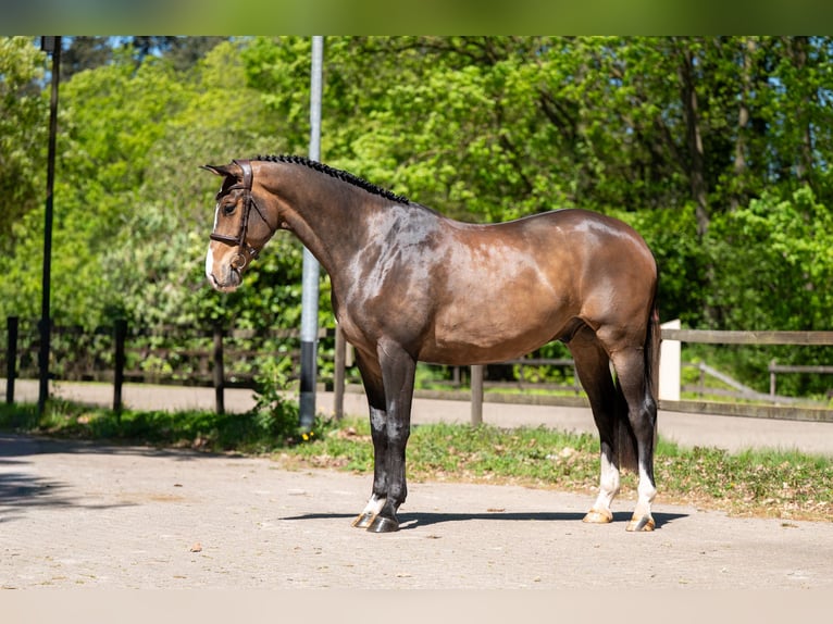 Anglo European Studbook Caballo castrado 5 años 163 cm Castaño in Grote-Brogel