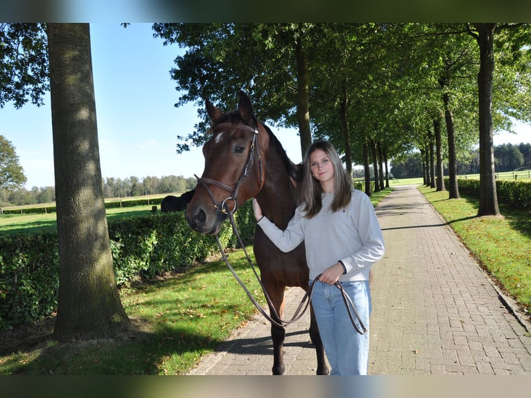 Anglo European Studbook Caballo castrado 5 años 164 cm Castaño in Brecht