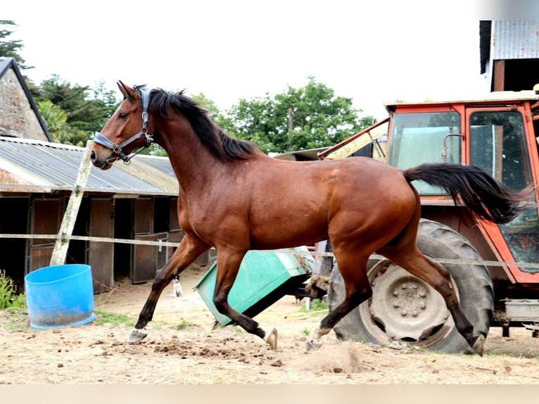 Anglo European Studbook Caballo castrado 5 años 165 cm Castaño in Bouée