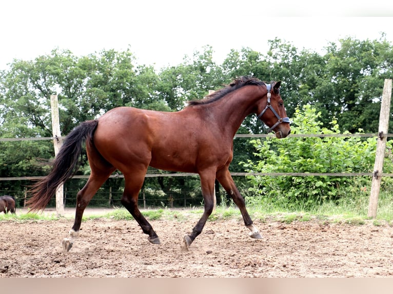 Anglo European Studbook Caballo castrado 5 años 165 cm Castaño in Bouée
