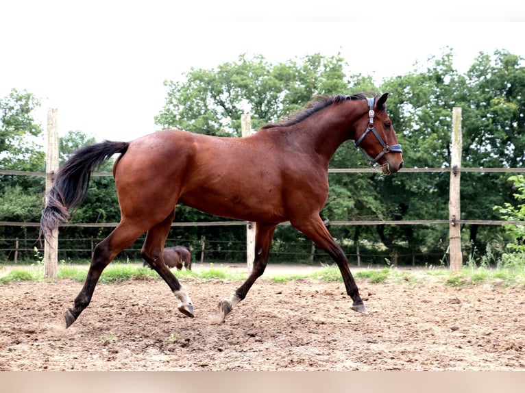 Anglo European Studbook Caballo castrado 5 años 165 cm Castaño in Bouée