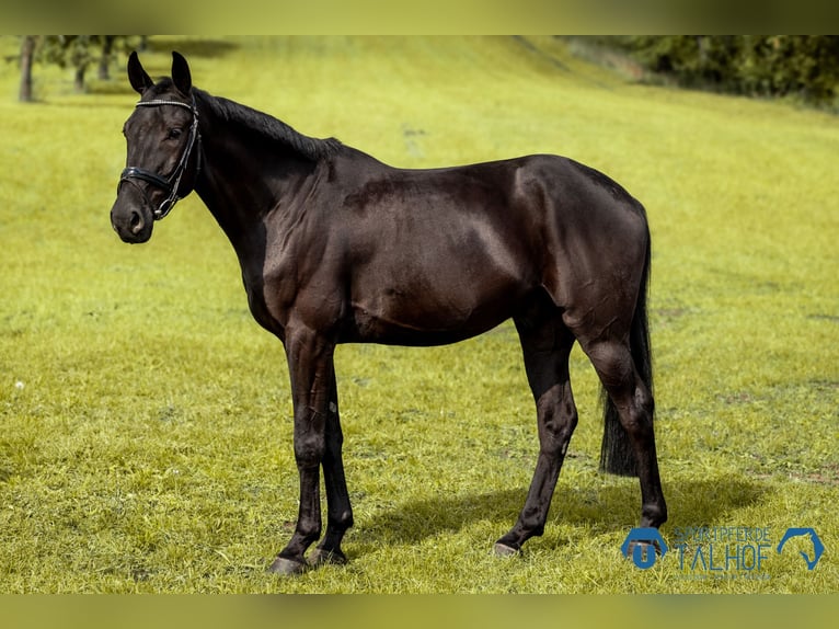 Anglo European Studbook Caballo castrado 5 años 165 cm Negro in Korntal-M&#xFC;nchingen