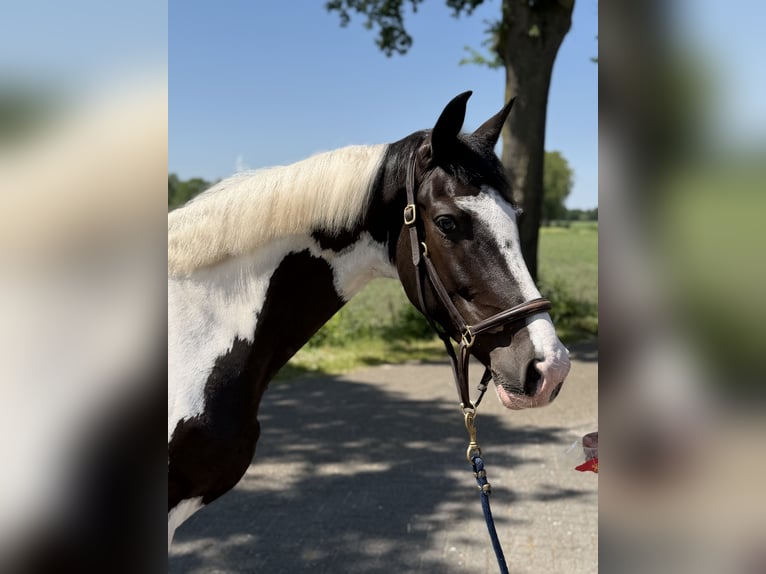 Anglo European Studbook Caballo castrado 5 años 165 cm Pío in Neerkant
