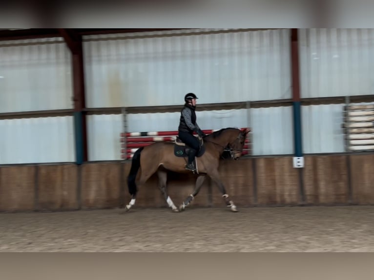 Anglo European Studbook Caballo castrado 5 años 166 cm Castaño in Oud Gastel