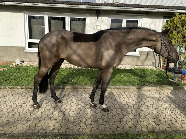 Anglo European Studbook Caballo castrado 5 años 167 cm Negro in Bad Kreuznach