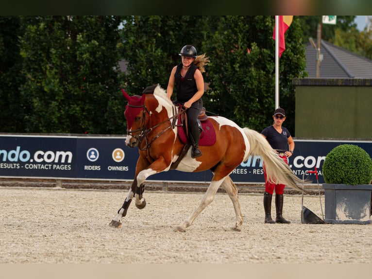 Anglo European Studbook Caballo castrado 5 años 167 cm Pío in Genk