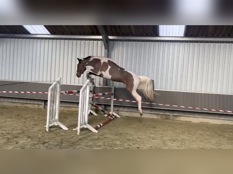 Anglo European Studbook Caballo castrado 5 años 167 cm Pío in Genk