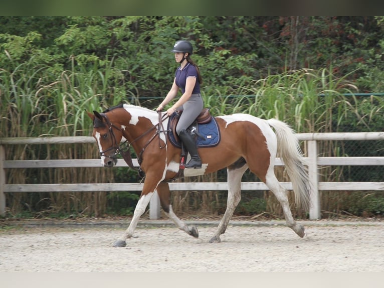 Anglo European Studbook Caballo castrado 5 años 167 cm Pío in Genk