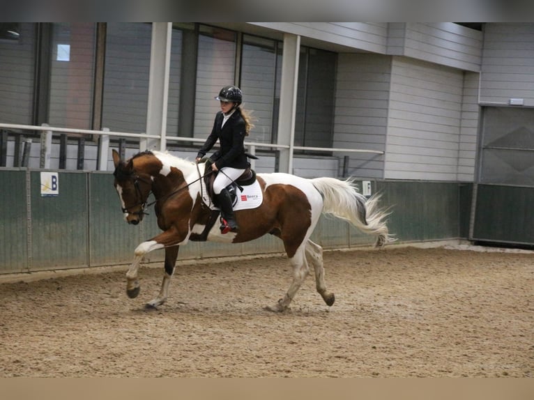 Anglo European Studbook Caballo castrado 5 años 167 cm Pío in Genk