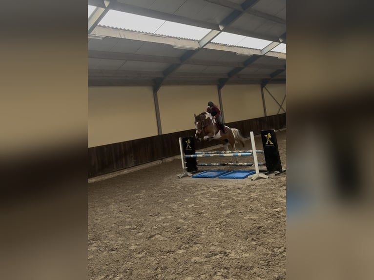 Anglo European Studbook Caballo castrado 5 años 167 cm Pío in Genk