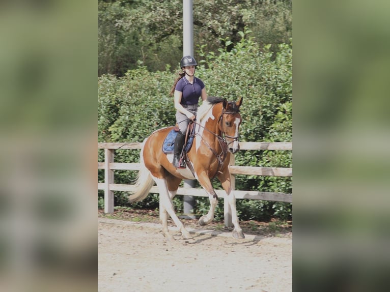 Anglo European Studbook Caballo castrado 5 años 167 cm Pío in Genk