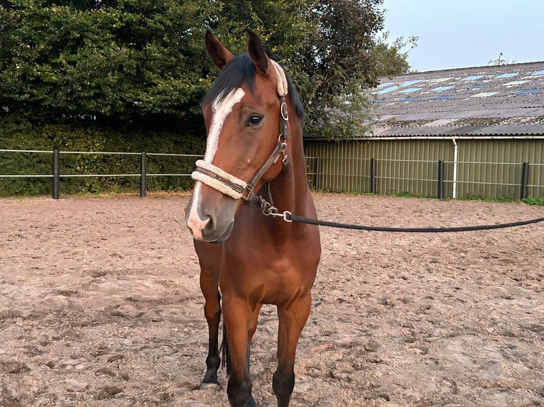 Anglo European Studbook Caballo castrado 5 años 170 cm Castaño in Kerkdriel