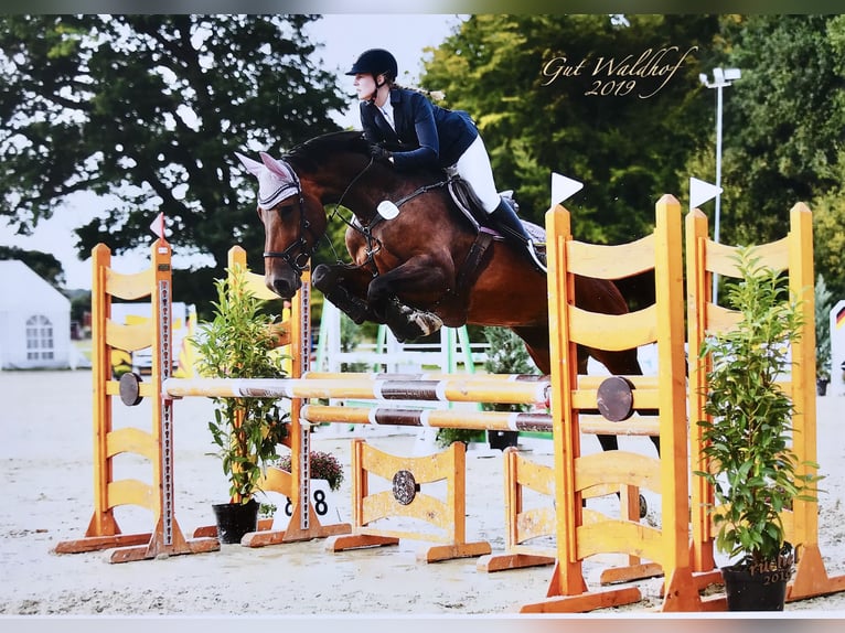 Anglo European Studbook Caballo castrado 5 años 173 cm Castaño in Bramsche