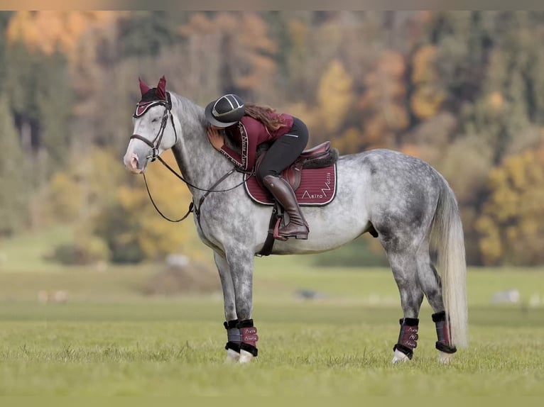 Anglo European Studbook Caballo castrado 5 años 173 cm Tordo rodado in Schlins