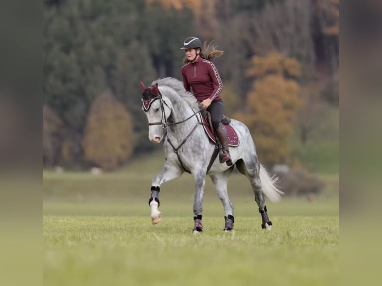 Anglo European Studbook Caballo castrado 5 años 173 cm Tordo rodado in Schlins