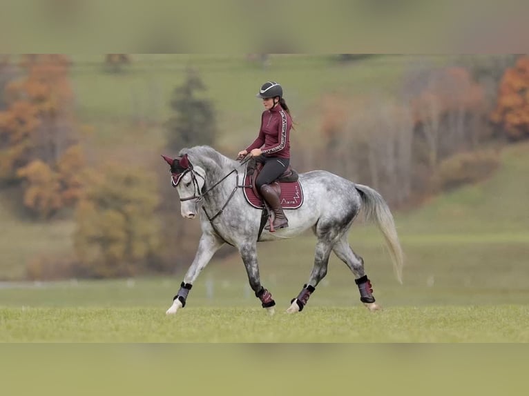 Anglo European Studbook Caballo castrado 5 años 173 cm Tordo rodado in Schlins