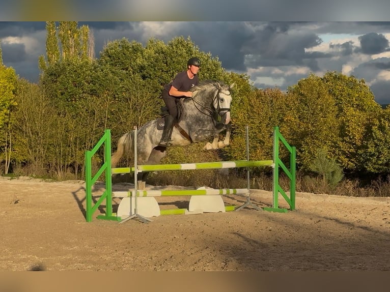 Anglo European Studbook Caballo castrado 5 años 175 cm Tordo in Hlohova