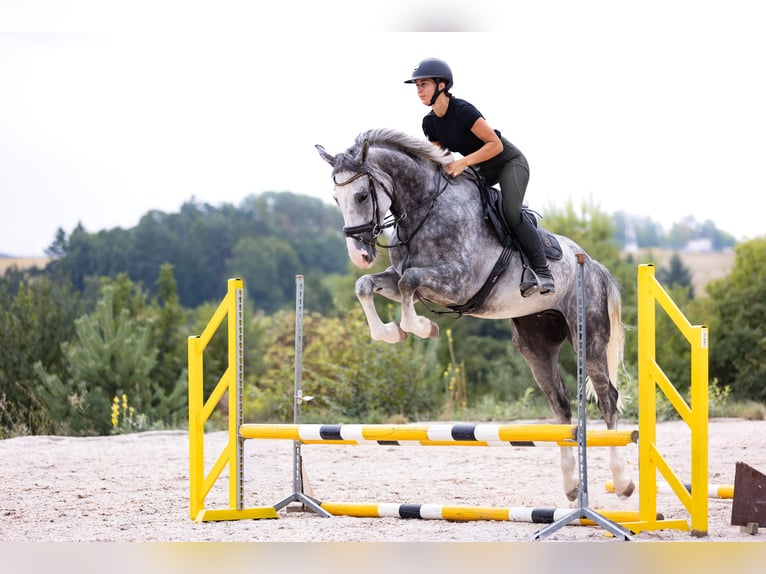 Anglo European Studbook Caballo castrado 5 años 175 cm Tordo in Hlohova