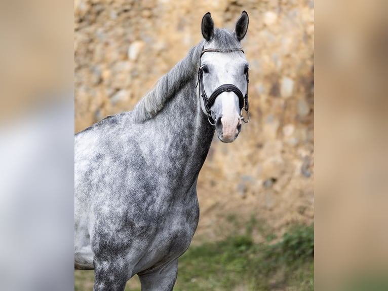 Anglo European Studbook Caballo castrado 5 años 175 cm Tordo in Hlohova