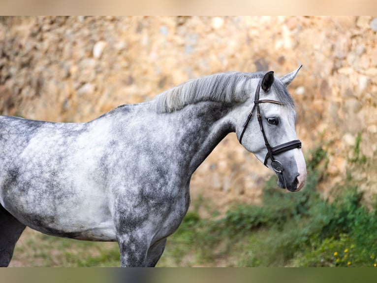 Anglo European Studbook Caballo castrado 5 años 175 cm Tordo in Hlohova