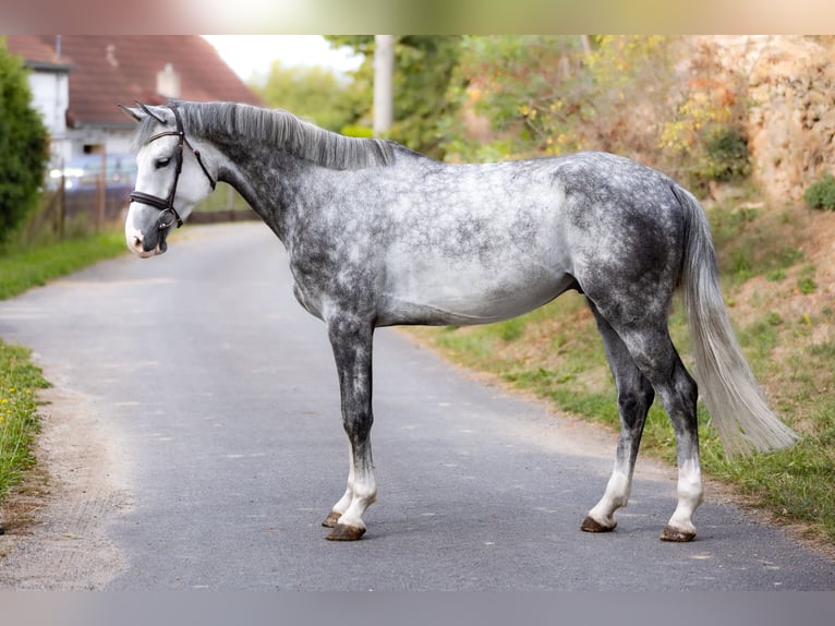 Anglo European Studbook Caballo castrado 5 años 175 cm Tordo in Hlohova