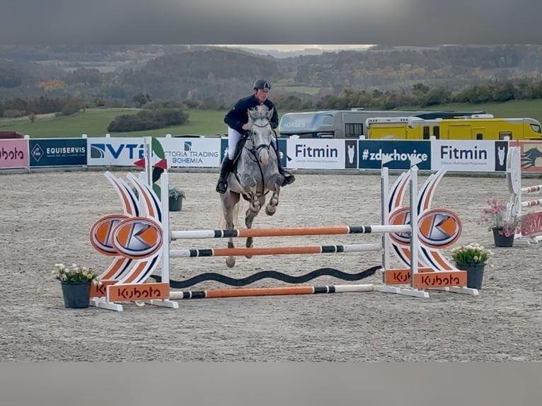 Anglo European Studbook Caballo castrado 5 años 175 cm Tordo in Hlohova