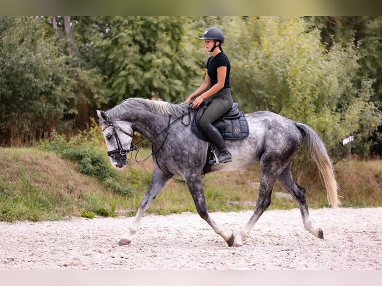 Anglo European Studbook Caballo castrado 5 años 175 cm Tordo in Hlohova