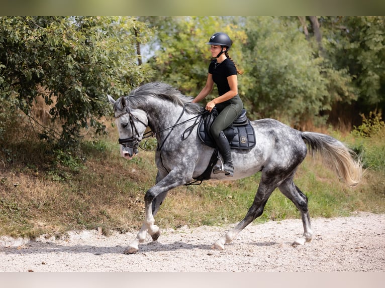 Anglo European Studbook Caballo castrado 5 años 175 cm Tordo in Hlohova