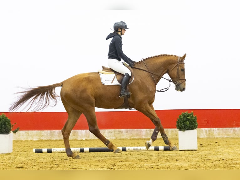 Anglo European Studbook Caballo castrado 5 años 178 cm  in Waddinxveen