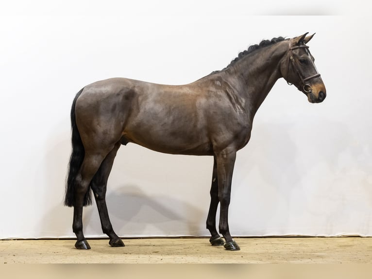 Anglo European Studbook Caballo castrado 6 años 164 cm Castaño oscuro in Waddinxveen