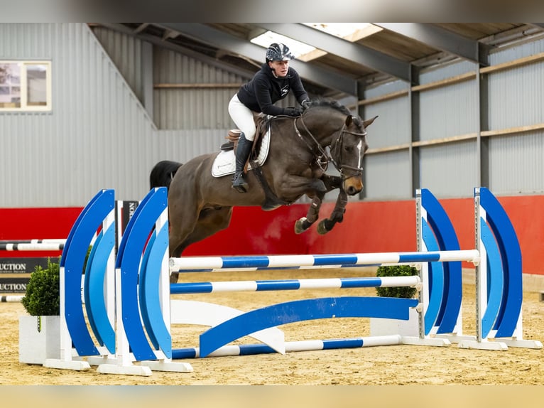 Anglo European Studbook Caballo castrado 6 años 164 cm Castaño oscuro in Waddinxveen