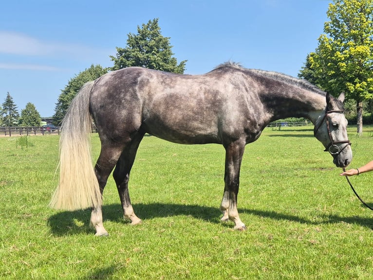 Anglo European Studbook Caballo castrado 6 años 166 cm Tordo in Ysselsteyn