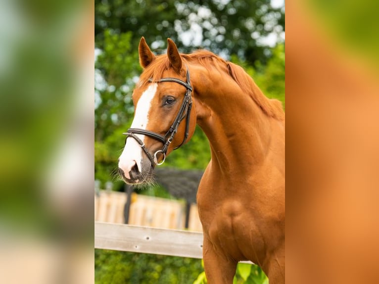 Anglo European Studbook Caballo castrado 6 años 168 cm Alazán in Stokkum