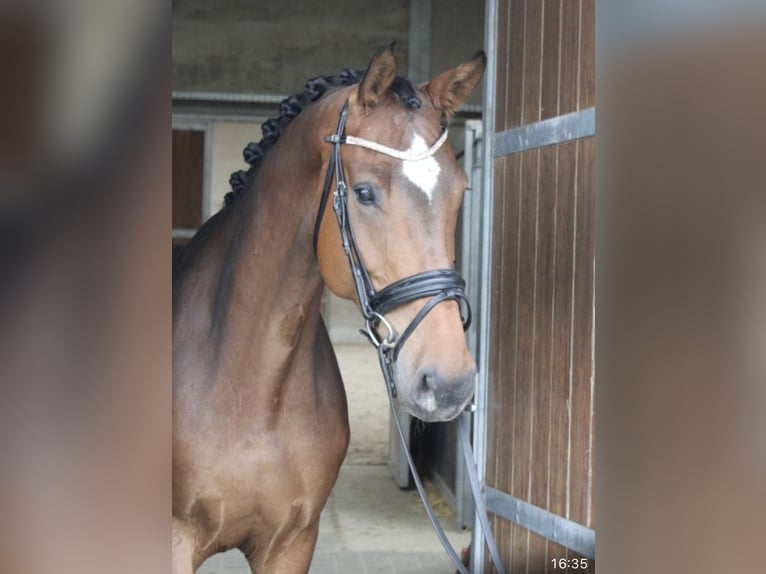 Anglo European Studbook Caballo castrado 6 años 172 cm Castaño in Wijchmaal