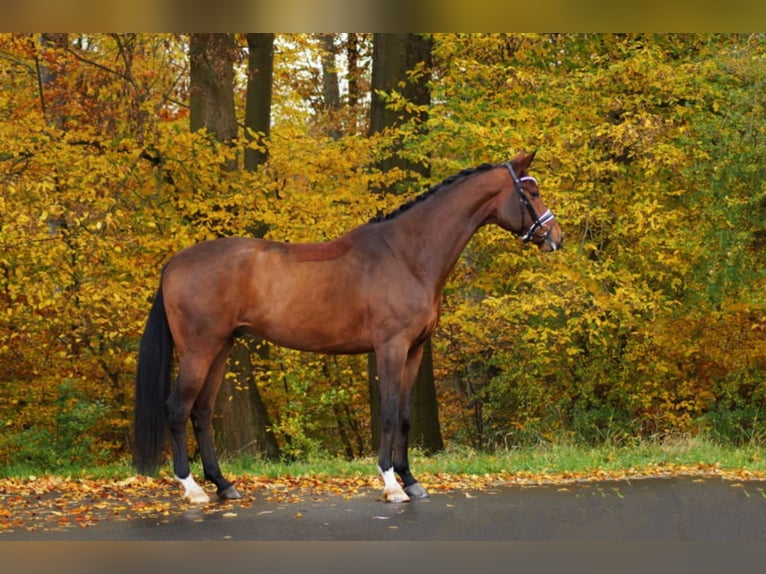 Anglo European Studbook Caballo castrado 6 años 175 cm Castaño in Gleichen