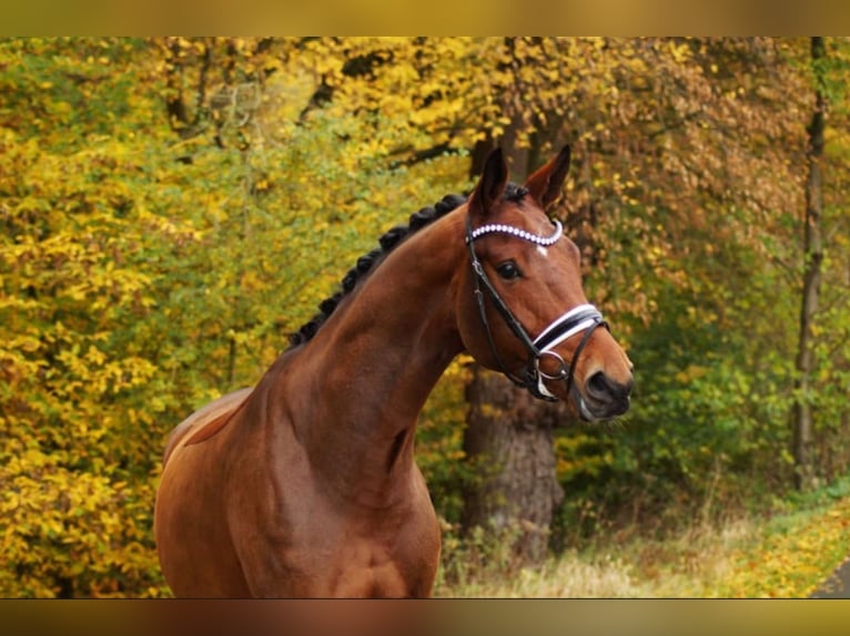 Anglo European Studbook Caballo castrado 6 años 175 cm Castaño in Gleichen