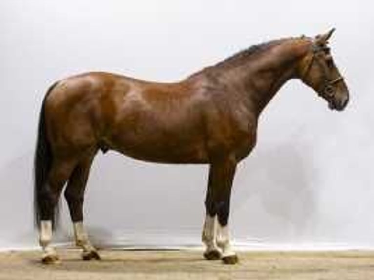 Anglo European Studbook Caballo castrado 7 años 162 cm Castaño in Waddinxveen