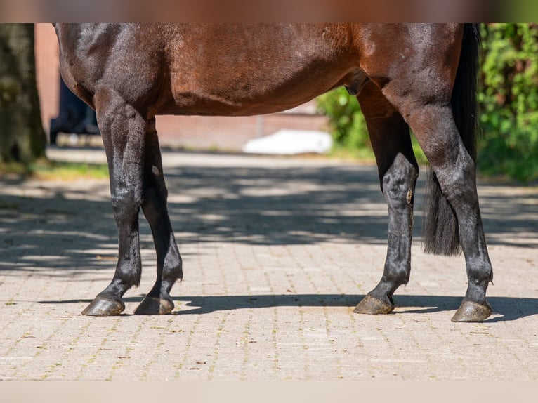 Anglo European Studbook Caballo castrado 7 años 166 cm Castaño in Grote-Brogel
