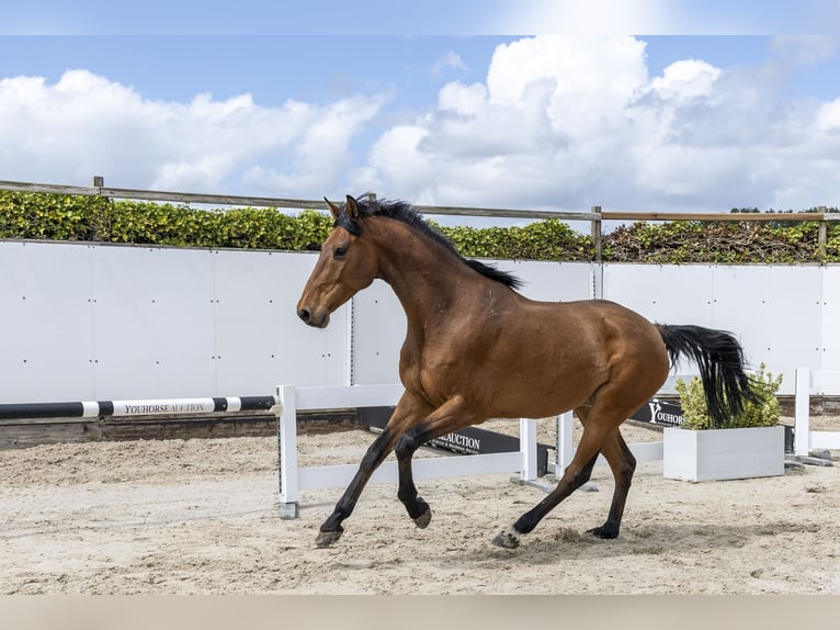 Anglo European Studbook Caballo castrado 7 años 167 cm Castaño in Waddinxveen