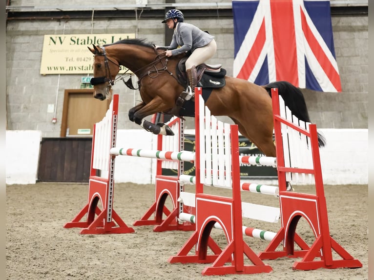 Anglo European Studbook Caballo castrado 7 años 172 cm Castaño rojizo in Bedlington